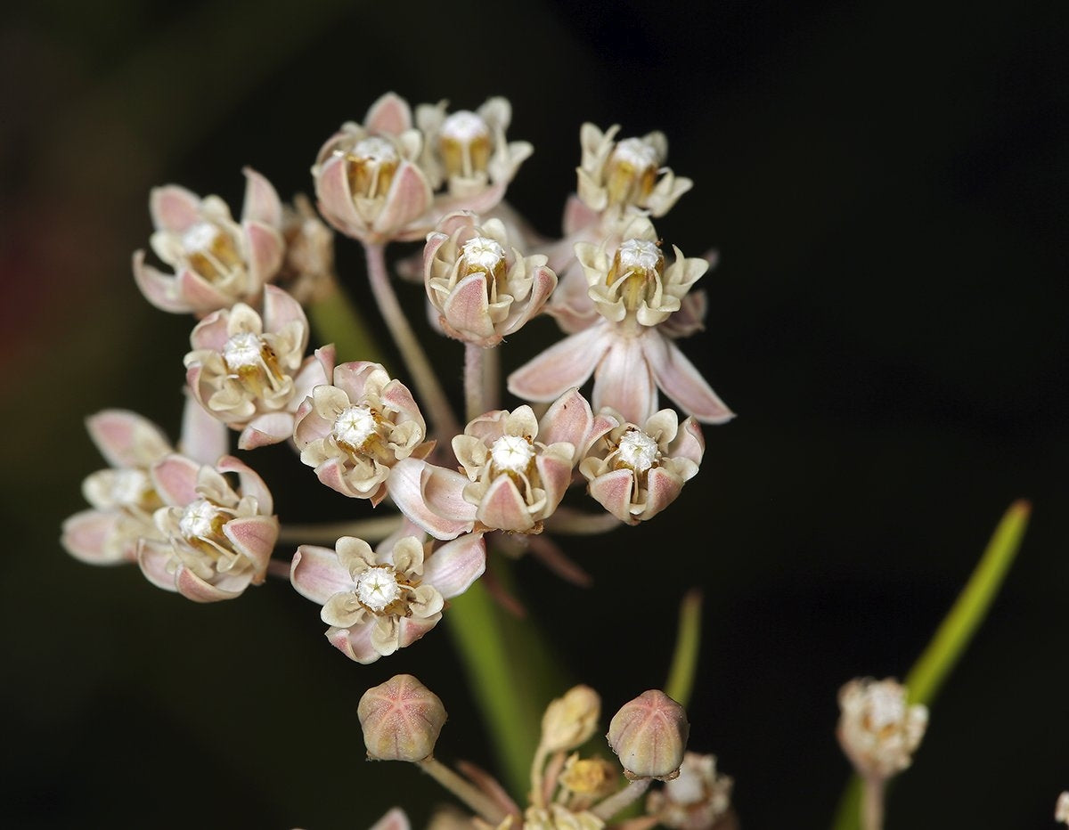 Narrow Leaf Milkweed (Asclepias fascicularis)