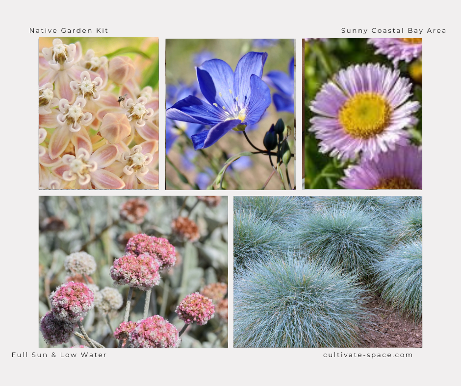 Perennial Native Garden Kit: Sunny Coastal Bay Area