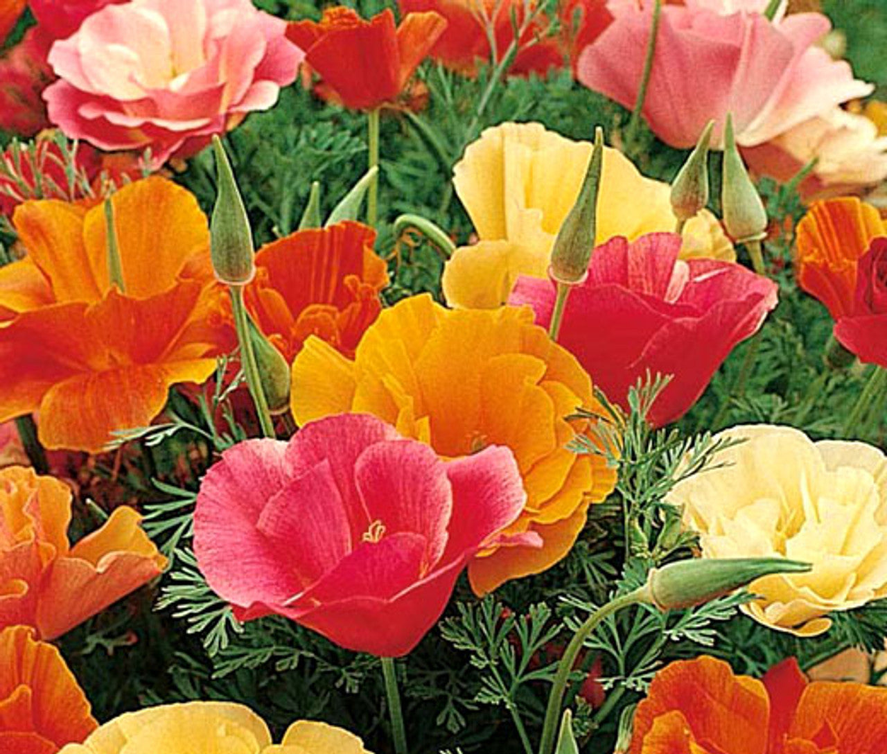 California Poppy "Mission Bells" (Eschscholzia californica)