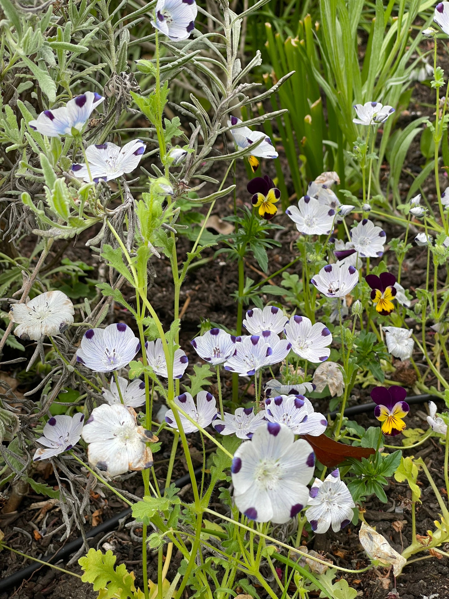 Perennial Native Garden Kit: Sunny Coastal Bay Area