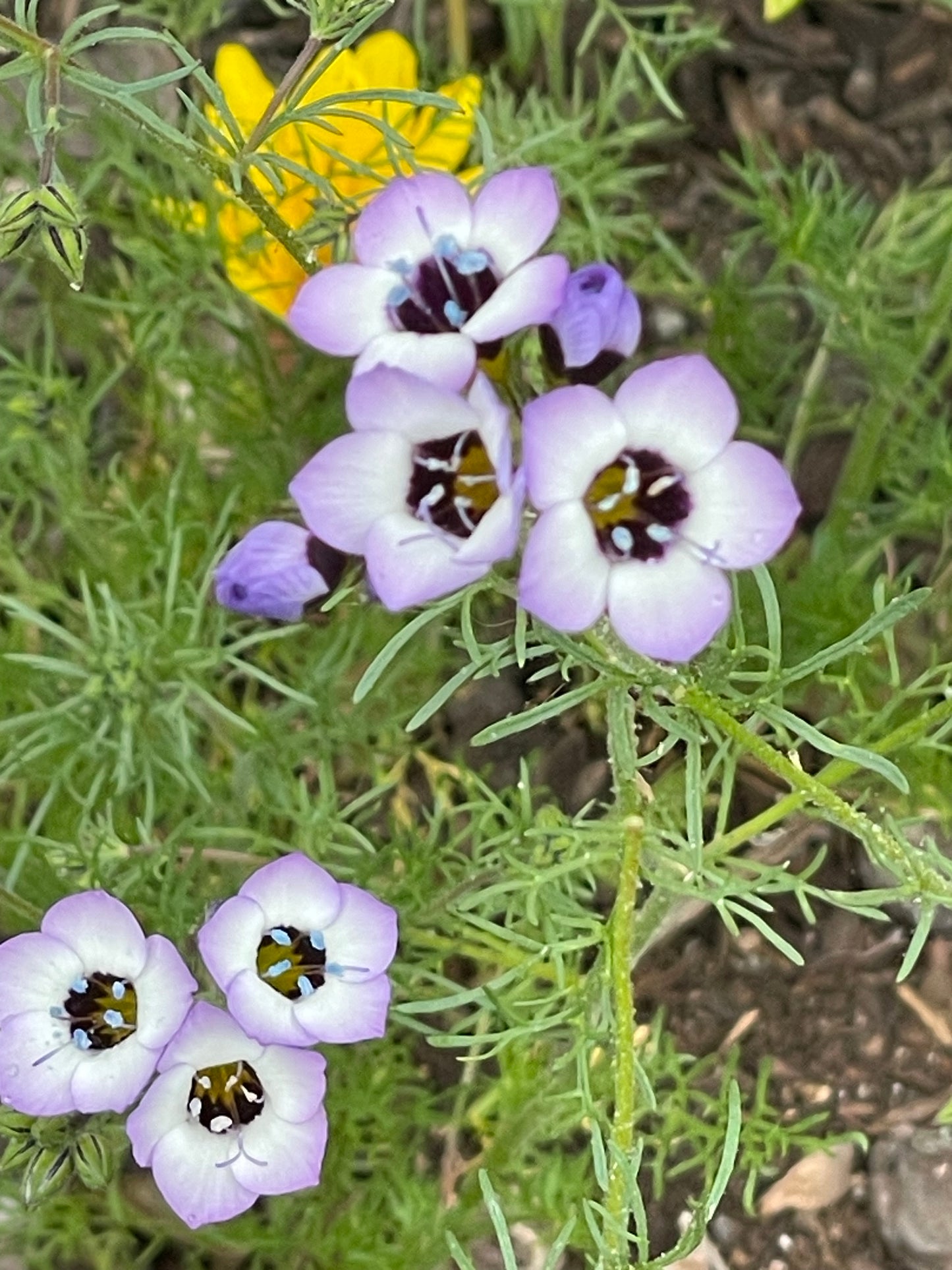 Perennial Native Garden Kit: Sunny Coastal Bay Area