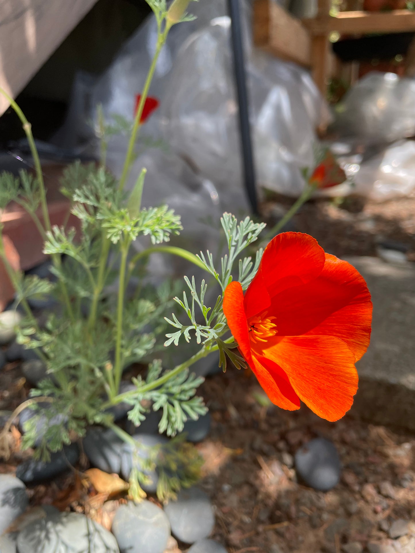 Perennial Native Garden Kit: Sunny Coastal Bay Area