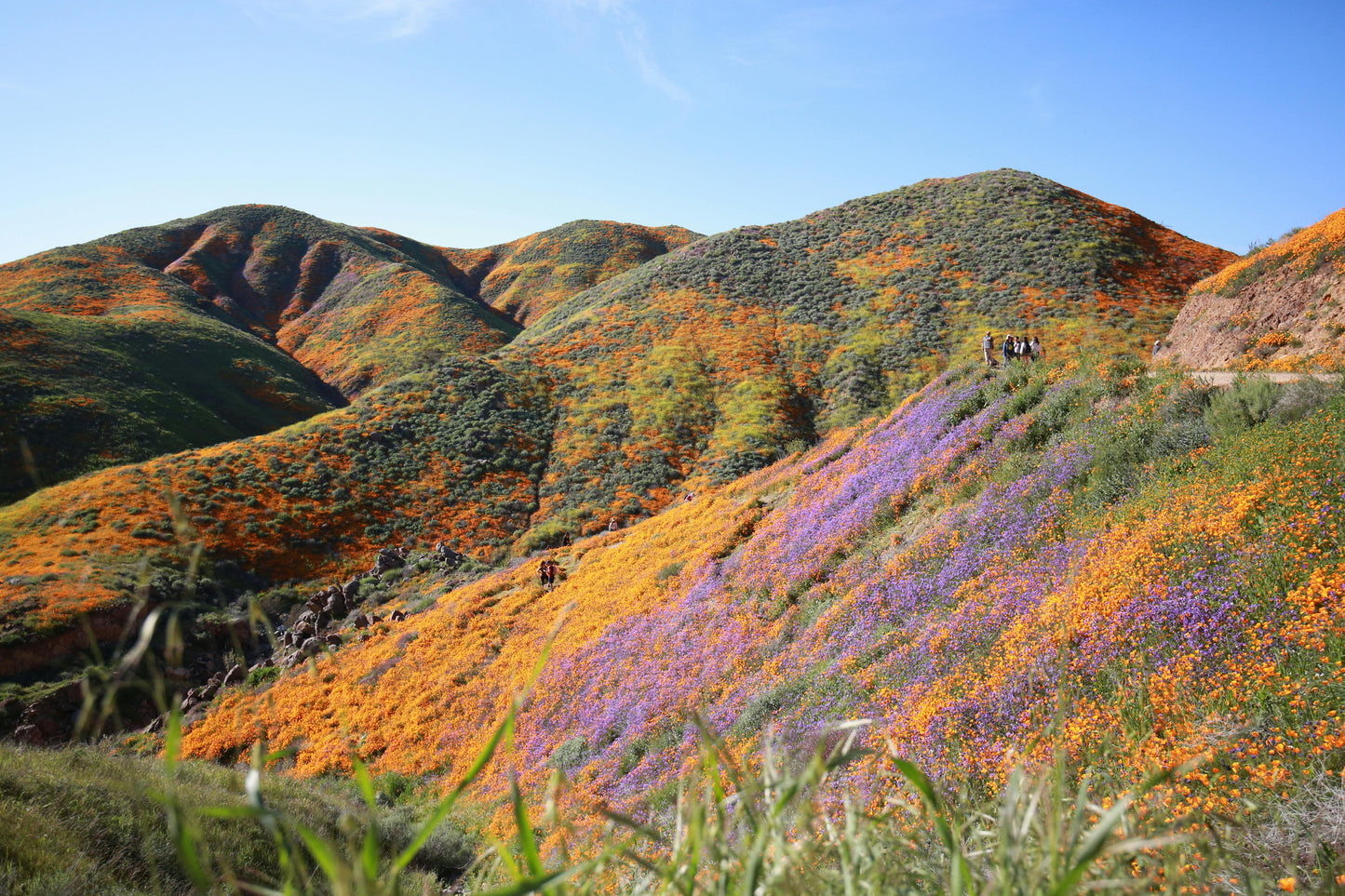 Perennial Native Garden Kit: Sunny Coastal Bay Area