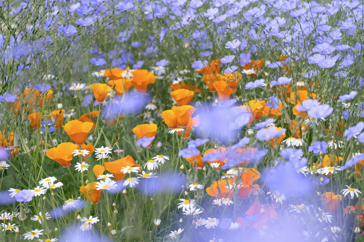 Perennial Native Garden Kit: Sunny Coastal Bay Area