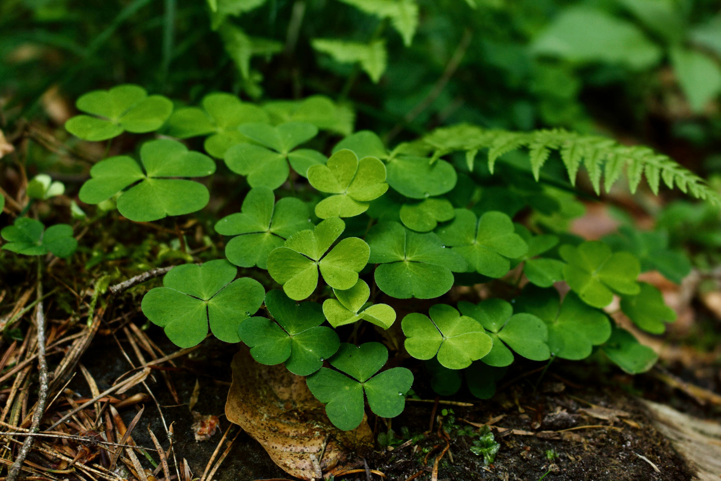 Perennial Natives Garden Kit: Shady Coastal Bay Area