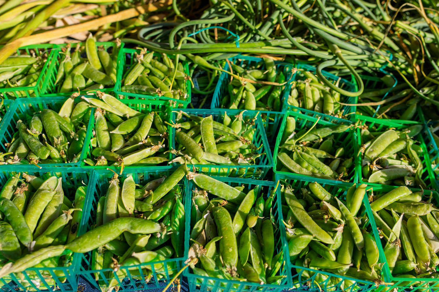 Super Sugar Snap Peas