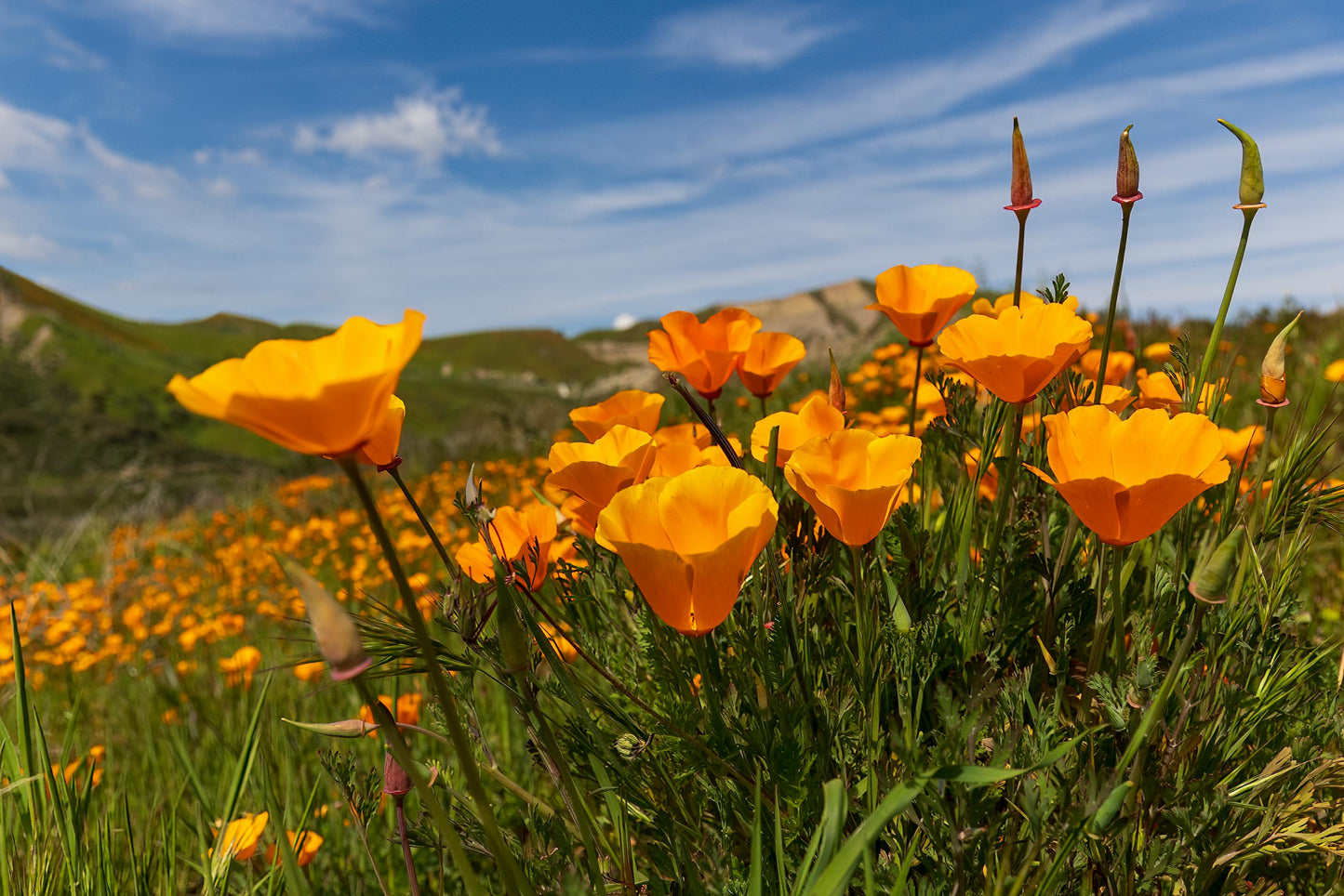 Perennial Native Garden Kit: Sunny Coastal Bay Area