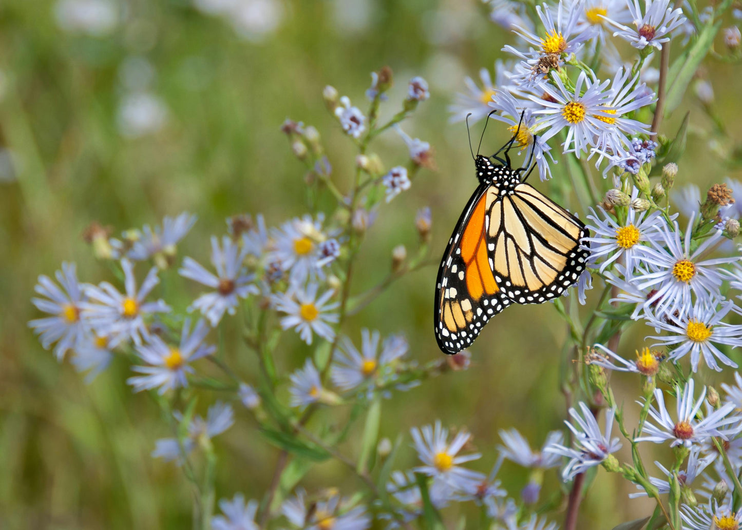 Perennial Native Garden Kit: Sunny Coastal Bay Area