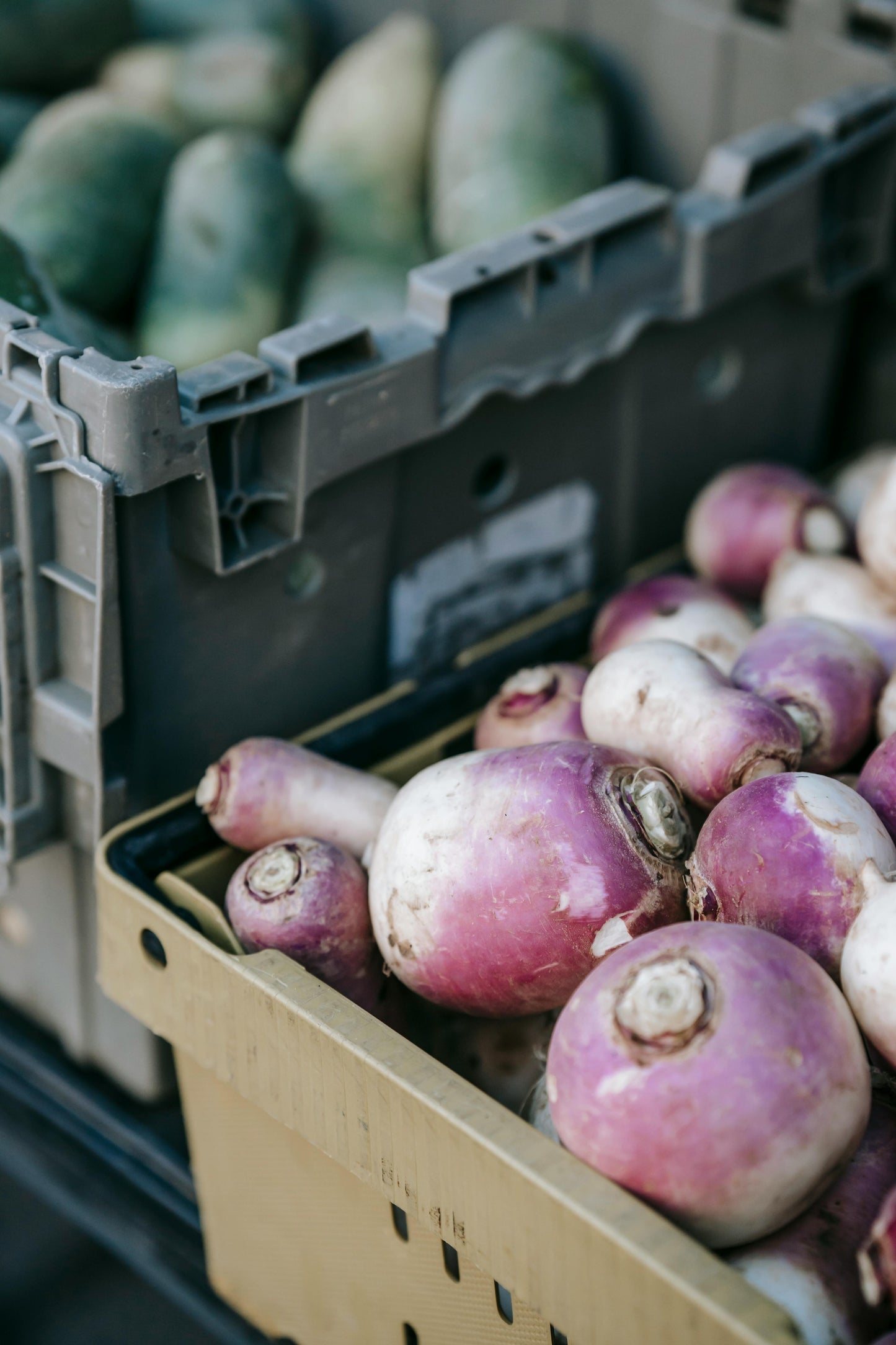 Turnips Purple Top White Globe