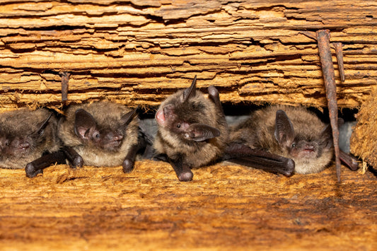 Bats are for Mosquito Season!