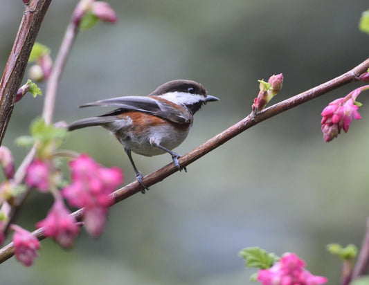 Creating a Miyawaki Mini-Forest in Oakland-A Sanctuary for Birds and Beauty