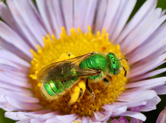 Invite Native Bees Into Your Bay Area Garden: Why They Matter and How You Can Help