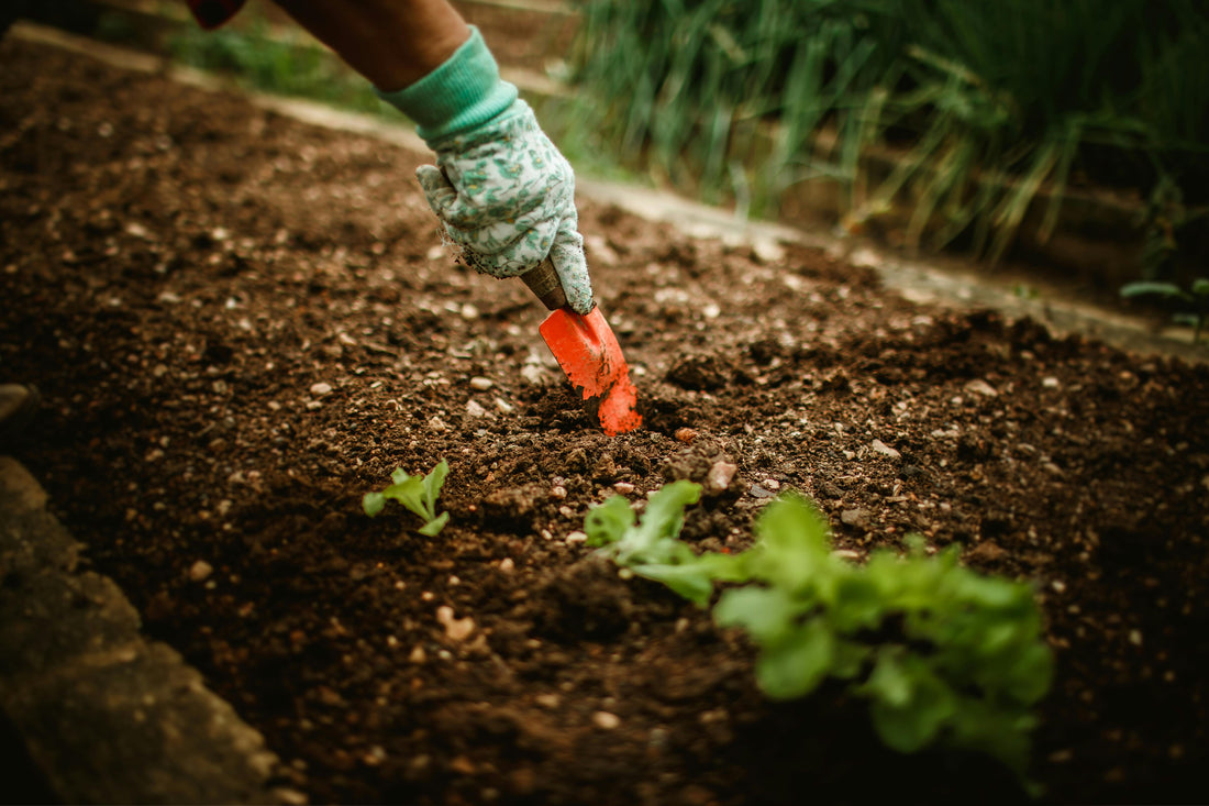 Reviving Your Raised Bed: Fall a Season of Renewal in the East Bay Garden