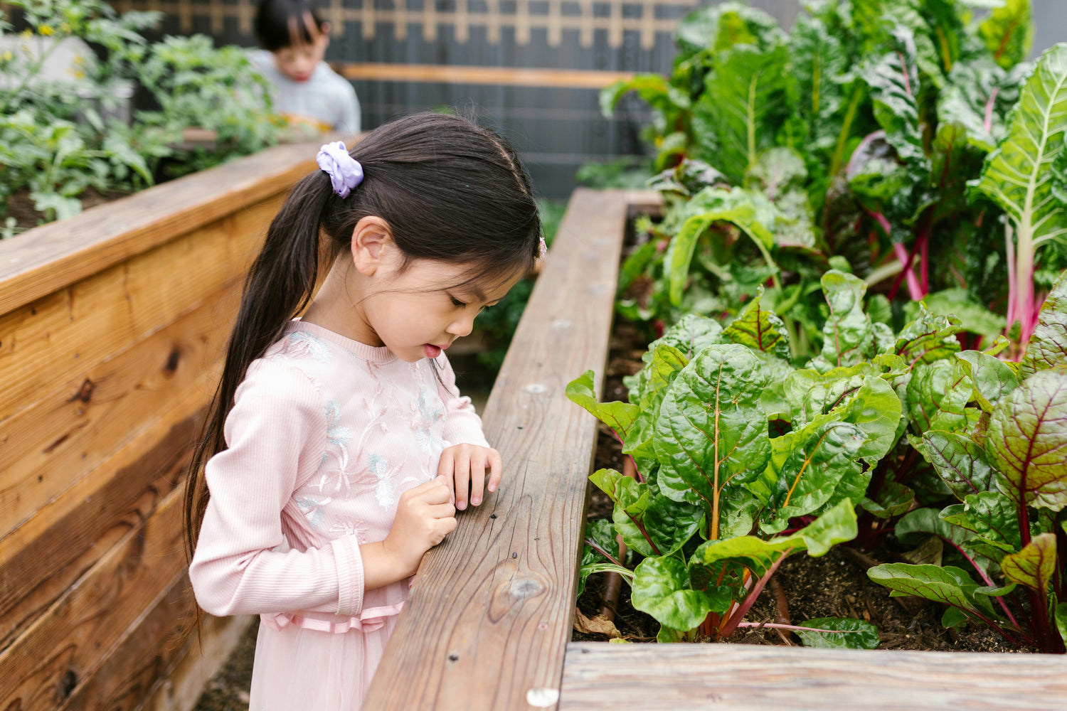 Kitchen Garden