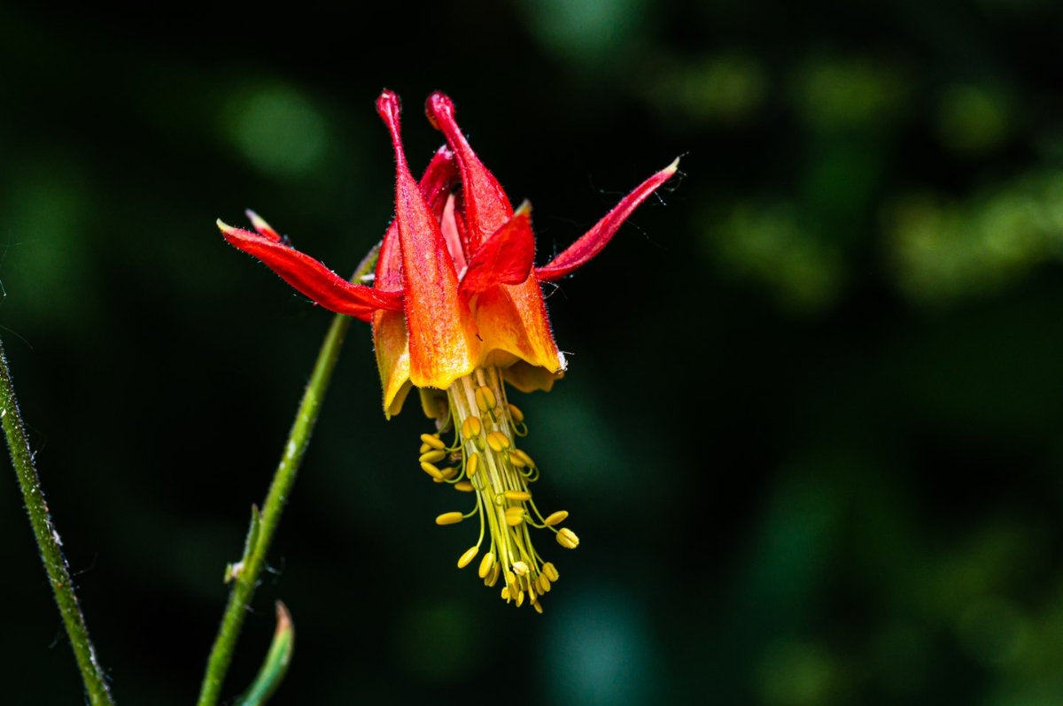 Western Red Columbine (Aquilegia formosa)