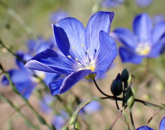 Blue Flax (Linum lewisii)