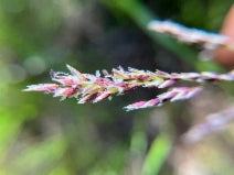 Melica torreyana (Torrey's Melic Grass)