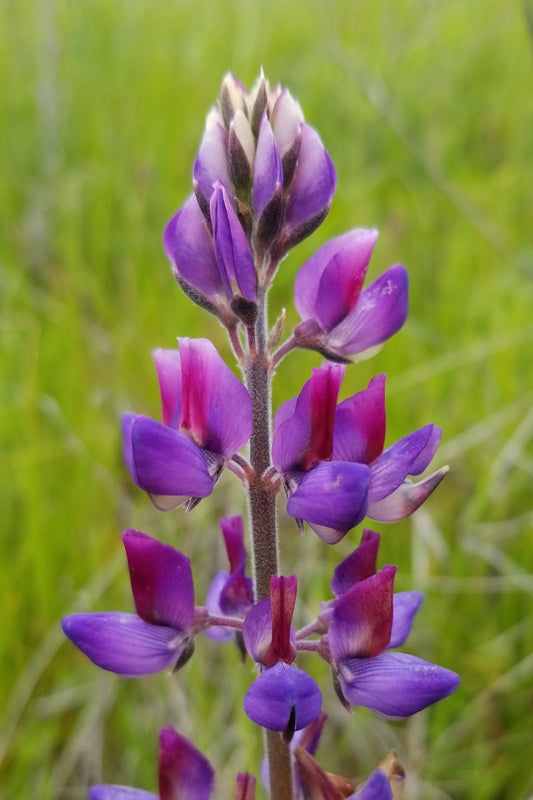 Arroyo Lupine (Lupinus succulentus)