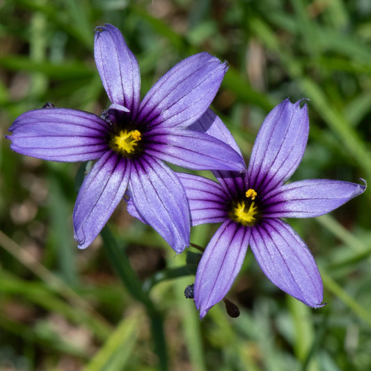 Blue Eyed Grass (Sisyrinchium bellum)