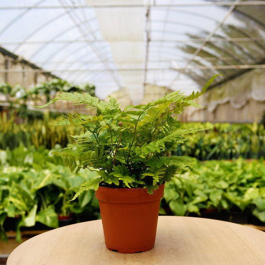 House Plants Monthly Subscription Box (Pet Friendly)