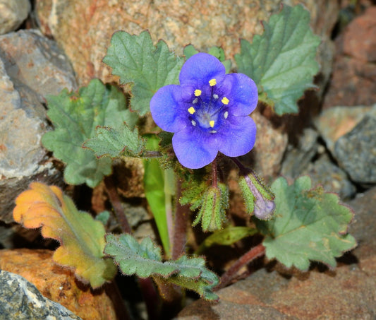 California Blue Bells (Phacelia campanularia)