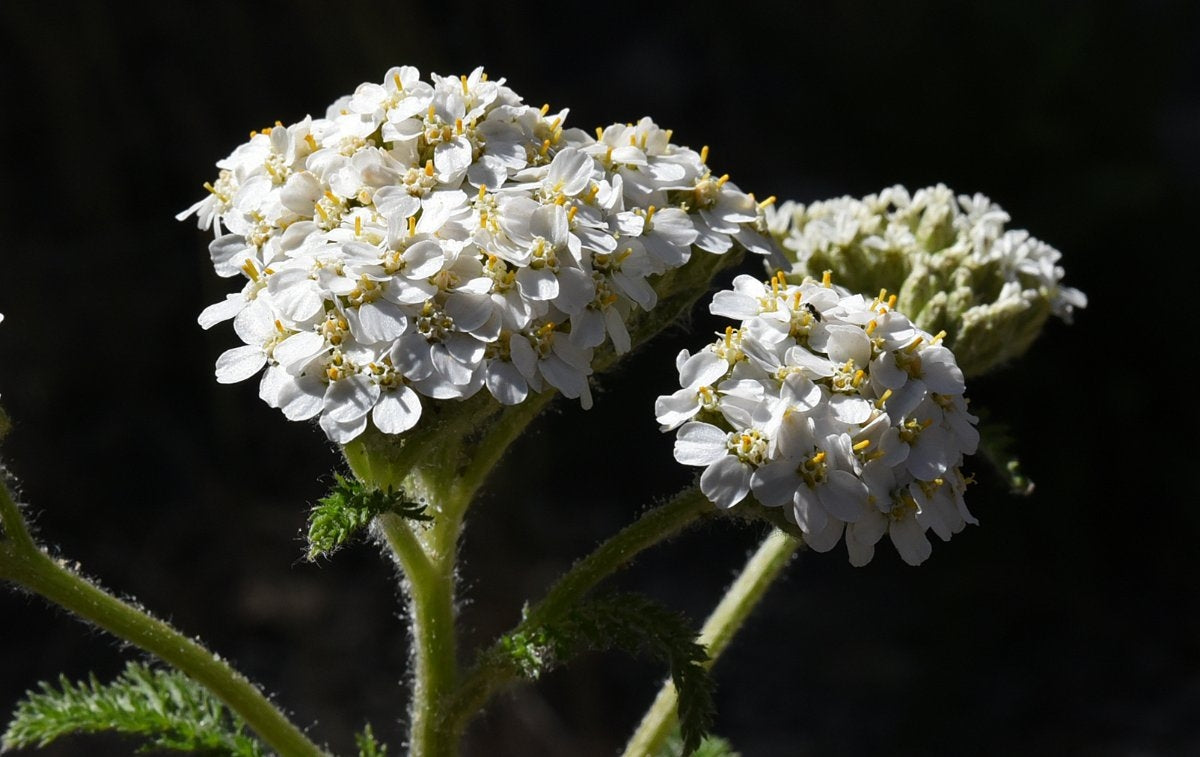 Common Yarrow (Achillea millefolium)
