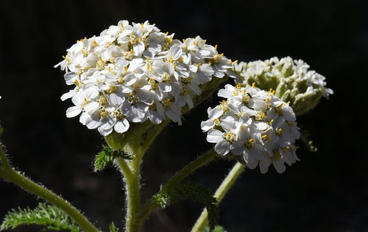 Common Yarrow (Achillea millefolium)