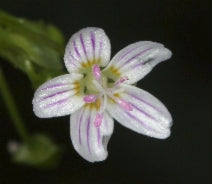 Peppermint Candy Flower (Claytonia sibirica)