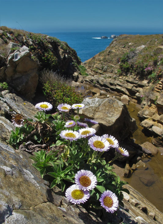 Beach Aster (Erigeron glaucus)