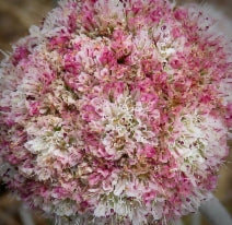 Coastal buckwheat (Eriogonum latifolium)