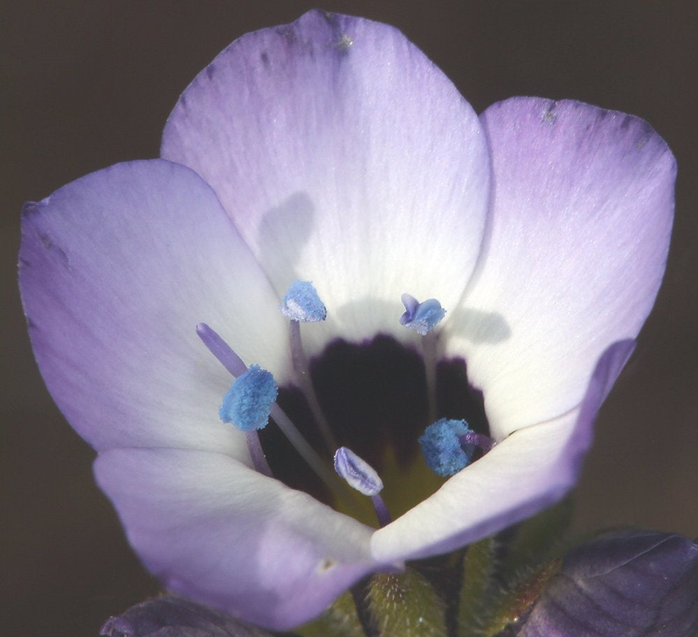 Birds Eye Gilia (Gilia tricolor)