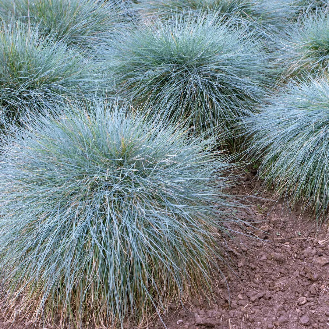 CA Fescue (Festuca californica)