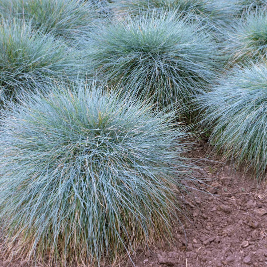 CA Fescue (Festuca californica)