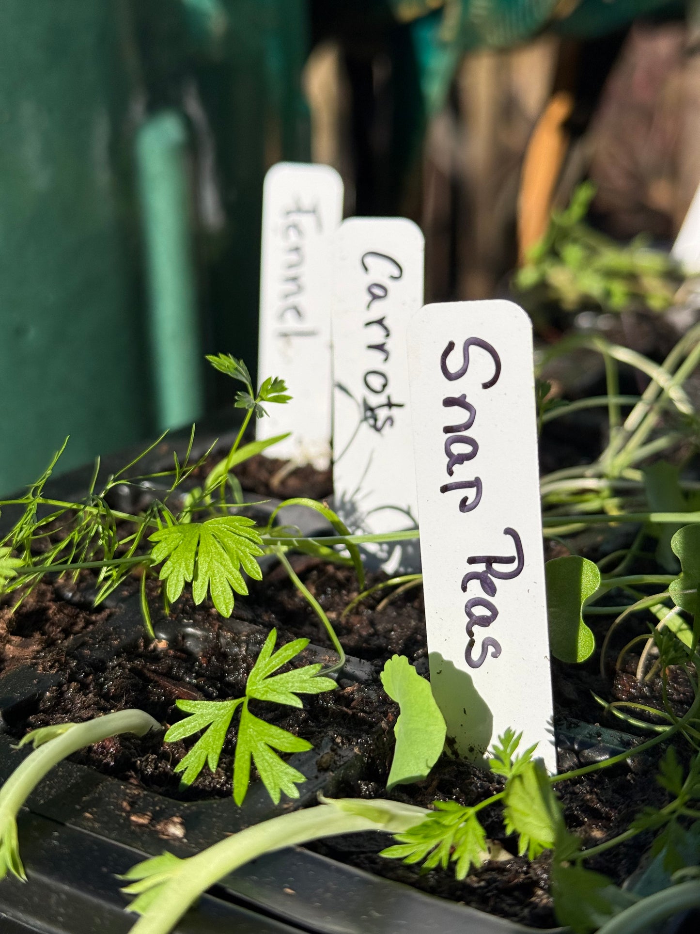 A Kitchen Garden Seed Kit: Spring Vegetables