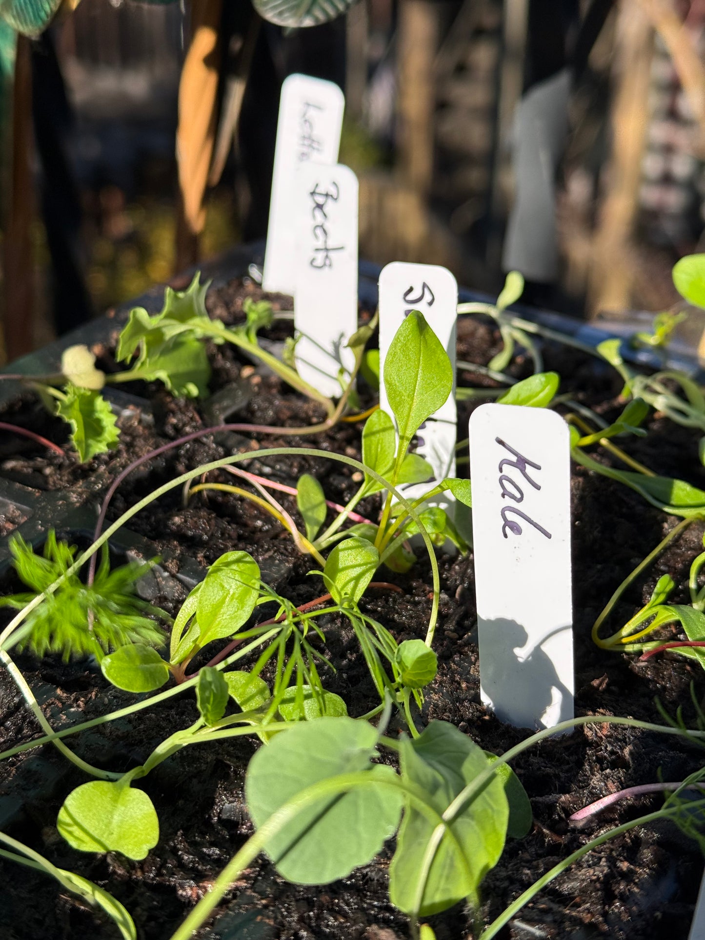 A Kitchen Garden Seed Kit: Spring Vegetables