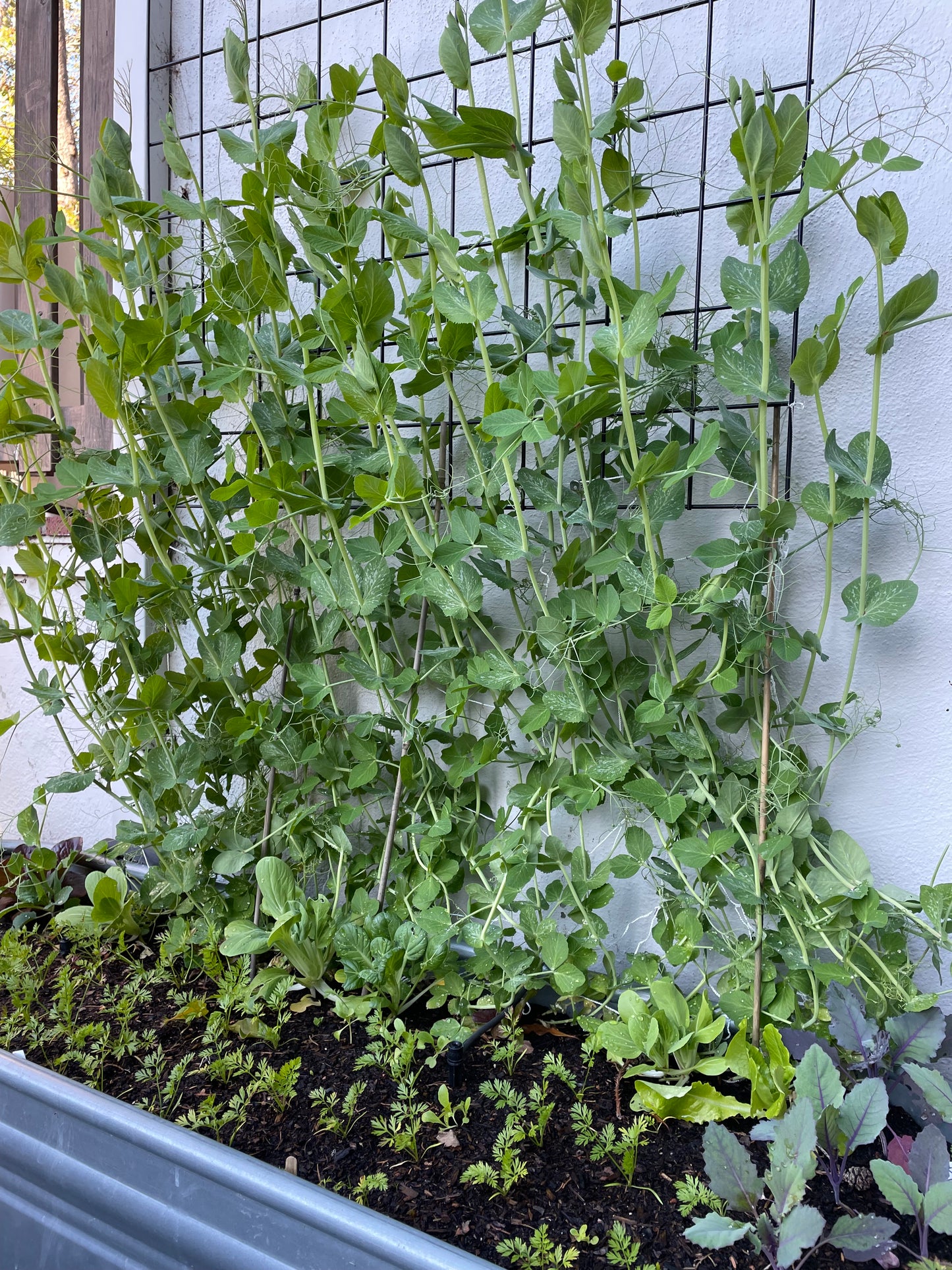 A Kitchen Garden Seed Kit: Spring Vegetables