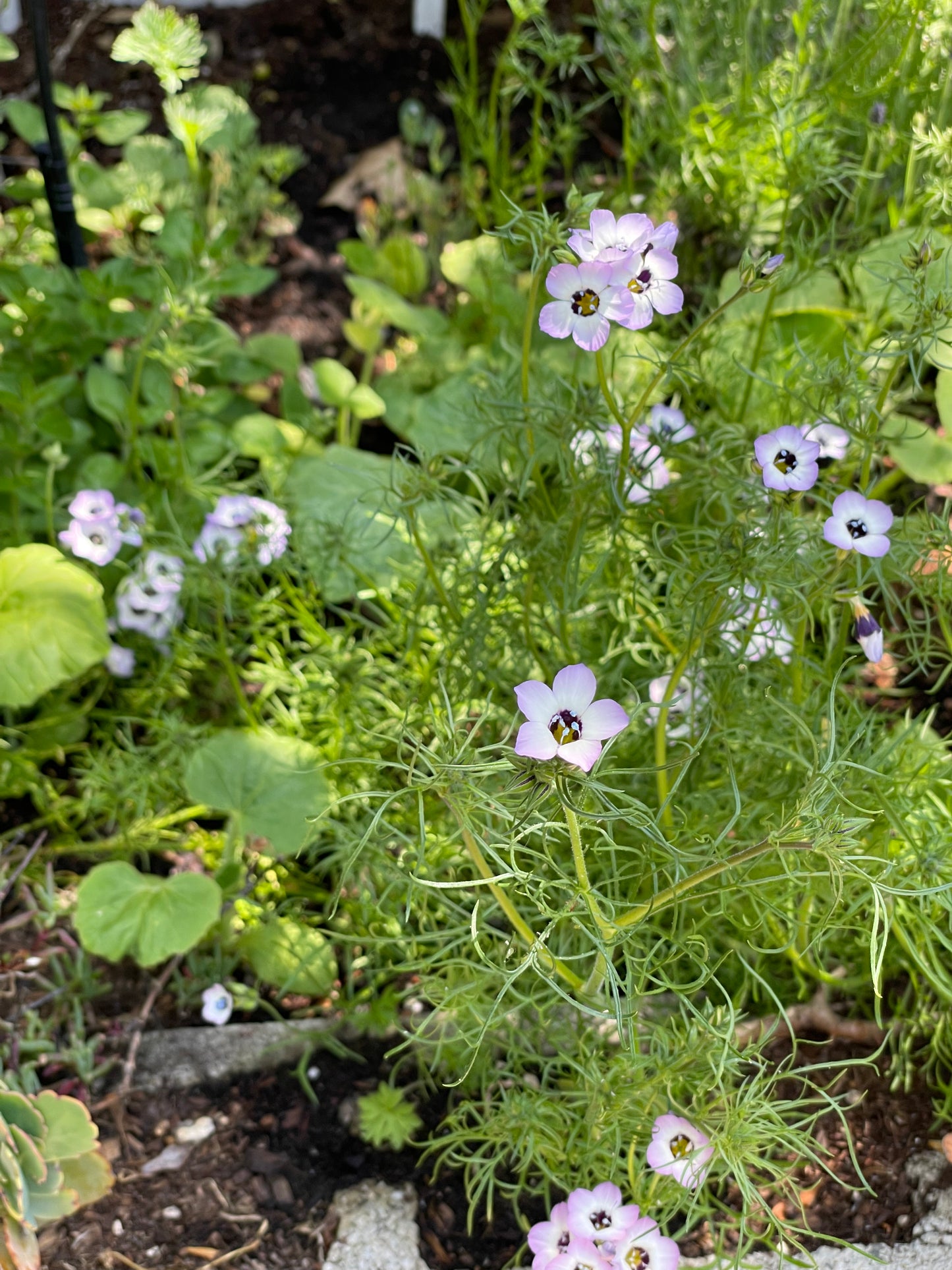 Birds Eye Gilia (Gilia tricolor)