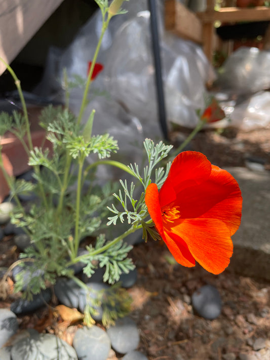 California Poppy "Mission Bells" (Eschscholzia californica)