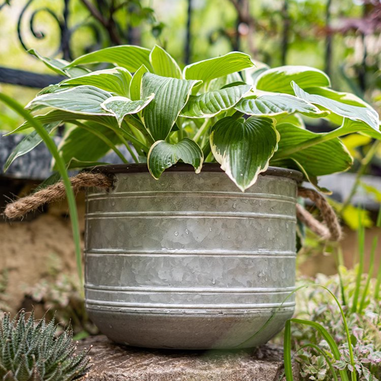Restoration Iron Floral Bucket with Rope Handles