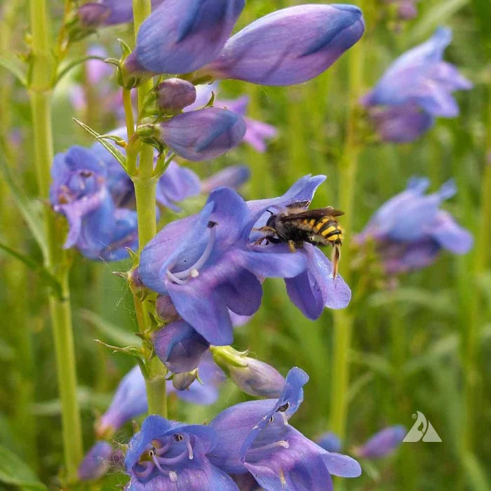 Rocky Mountain Penstemon (Penstemon strictus)