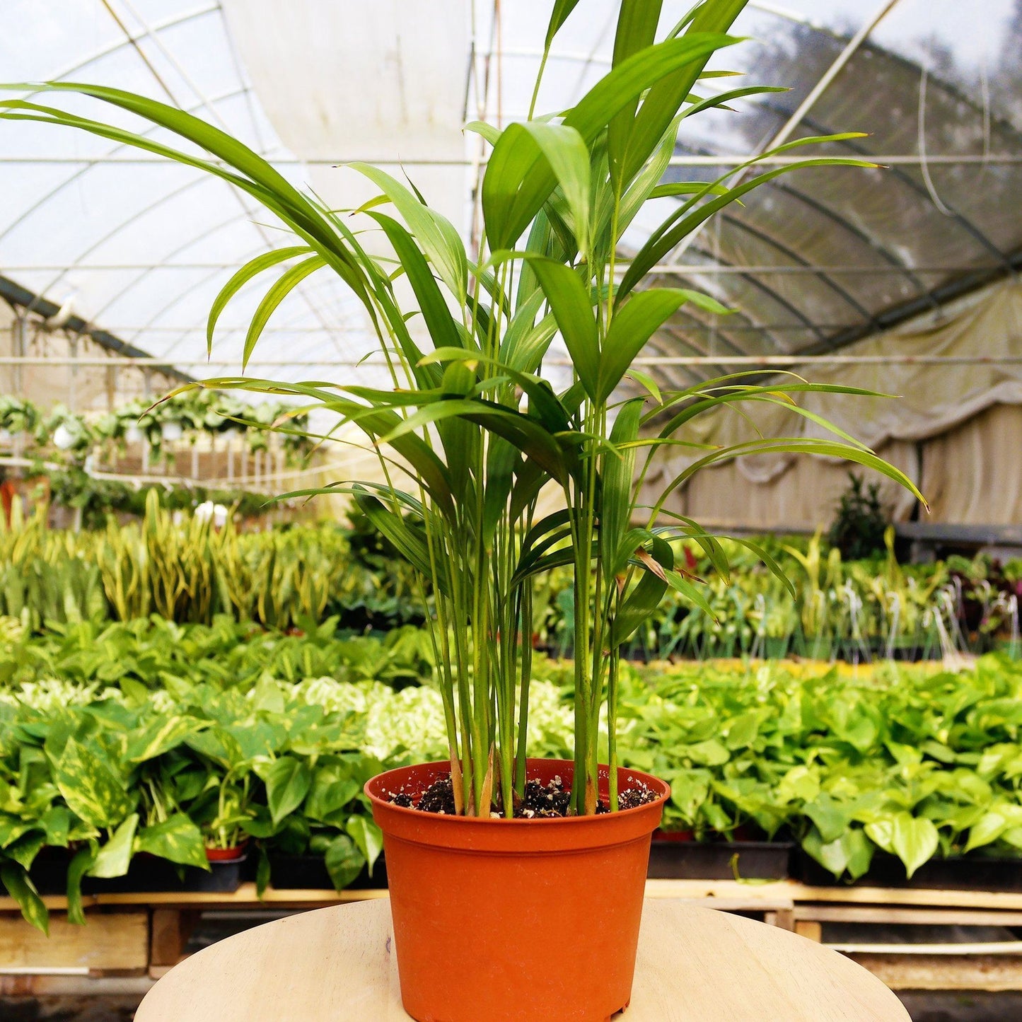 House Plants Monthly Subscription Box (Pet Friendly)