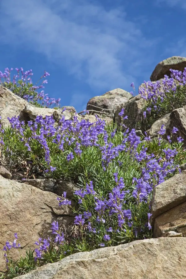 Rocky Mountain Penstemon (Penstemon strictus)