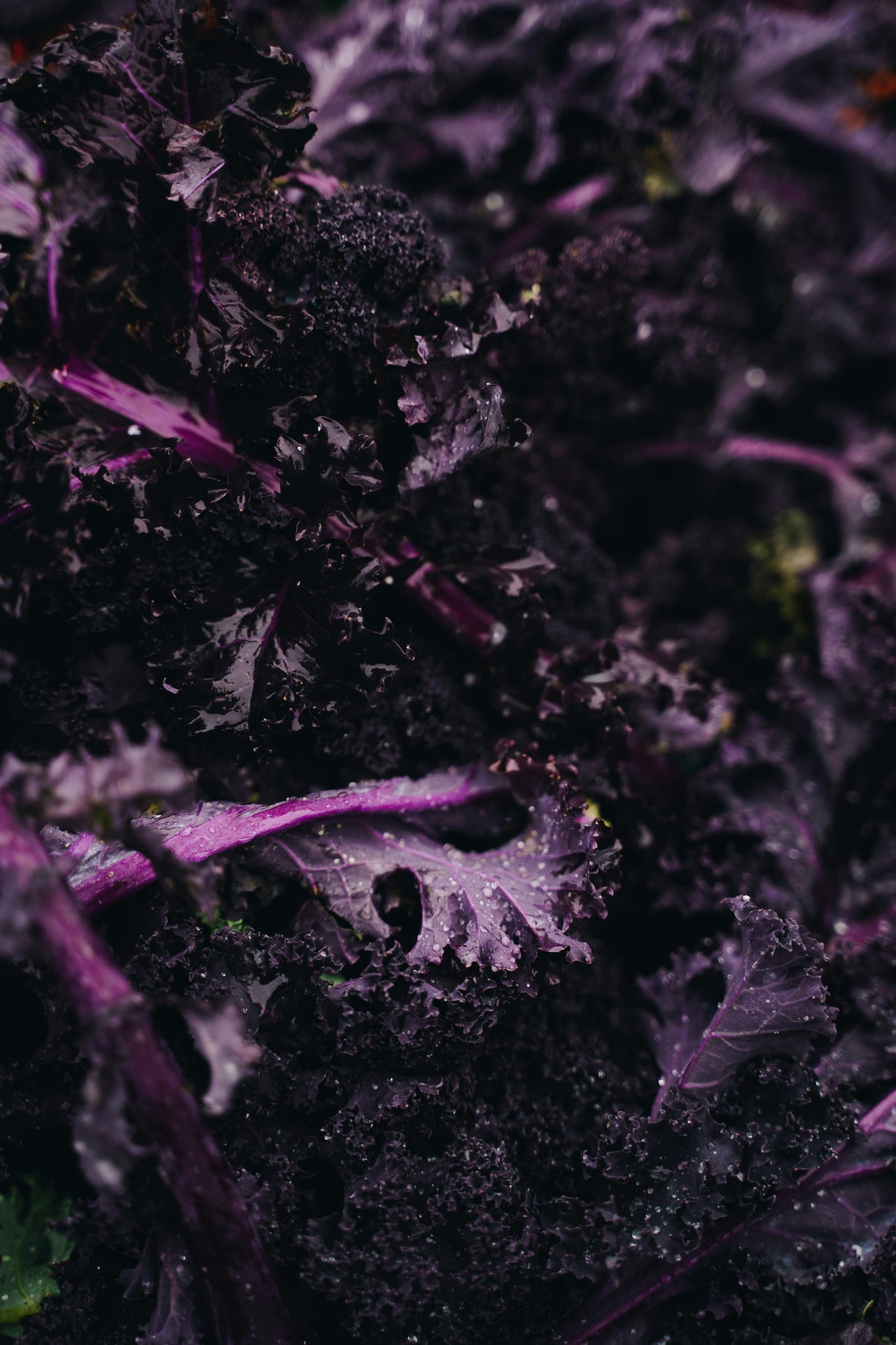 Kale Red Blend Mix (Red Ruffled, Red Chidori, Red Ursa, Scarlet)
