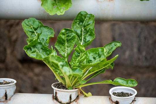 Swiss Chard Perpetual