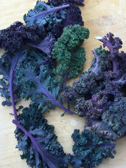 Kale Red Blend Mix (Red Ruffled, Red Chidori, Red Ursa, Scarlet)