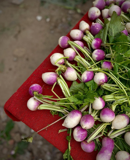 Turnips Purple Top White Globe
