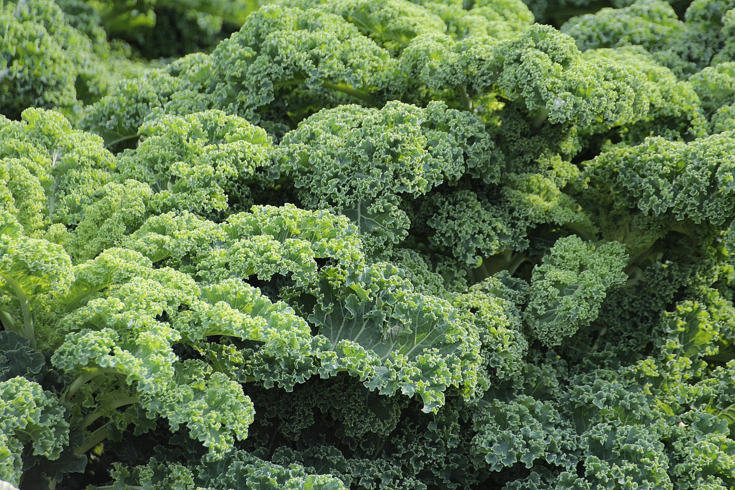 Kale Improved Dwarf Siberian