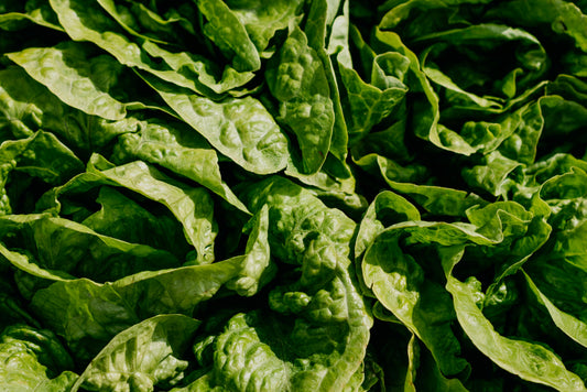 Spinach Bloomsdale Savoy