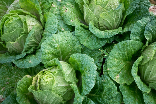 Cabbage Charmant