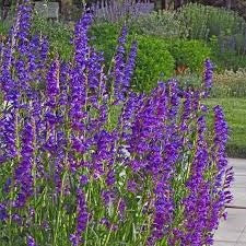 Rocky Mountain Penstemon (Penstemon strictus)